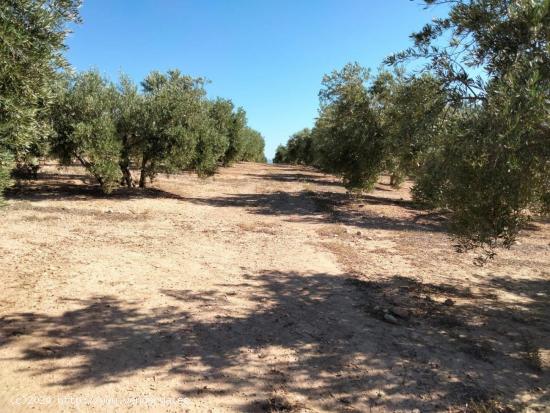 VENTA DE PARCELA DE OLIVOS - JAEN