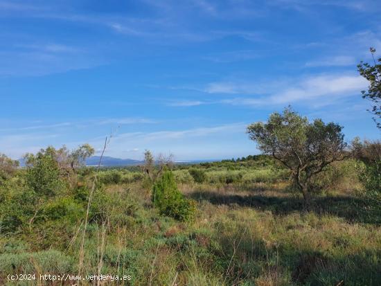  Bonita finca con vistas al mar, ideal para construir una vivienda. - CASTELLON 