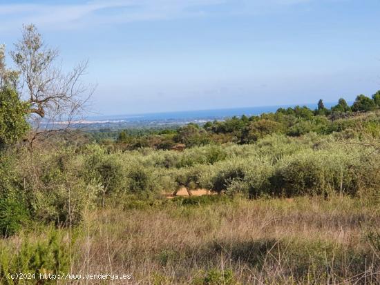 Bonita finca con vistas al mar, ideal para construir una vivienda. - CASTELLON