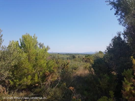 Bonita finca con vistas al mar, ideal para construir una vivienda. - CASTELLON