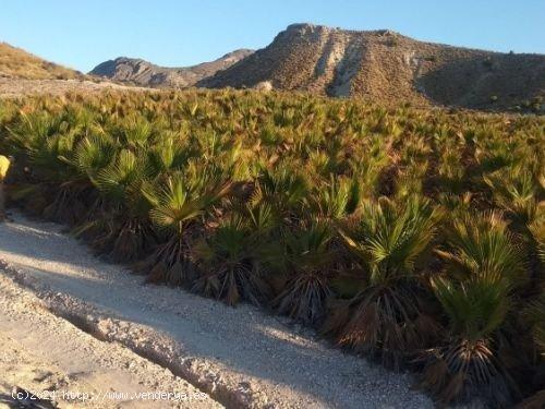 TERRENO con BALSA en Las CHinchillanas – FORTUNA (MURCIA) - MURCIA