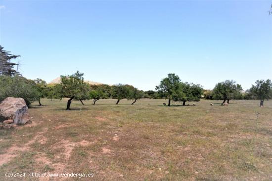 Gran finca rústica en Artà - BALEARES