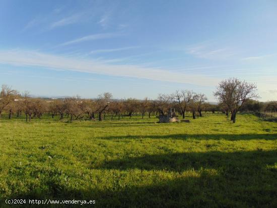 FINCA RÚSTICA EN VENTA EN CAMPANET - BALEARES