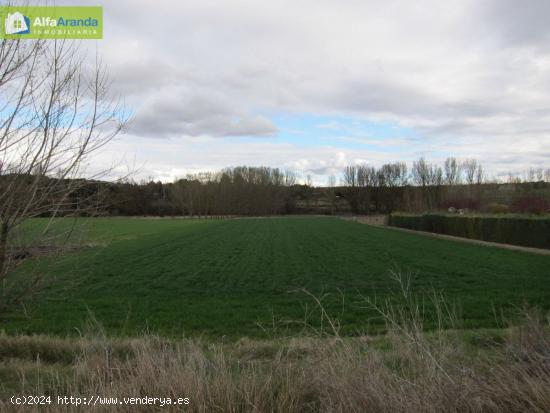 TERRENO RUSTICO - BURGOS