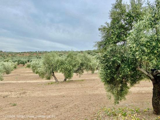 Fincas de Olivos en producción - JAEN