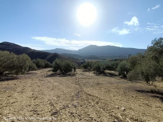  FINCA RUSTICA CERCA DE ANTEQUERA - MALAGA 