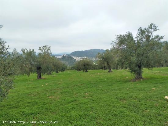  Espectacular finca en la localidad de Alozaina - MALAGA 