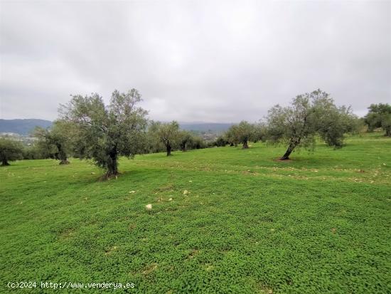 Espectacular finca en la localidad de Alozaina - MALAGA