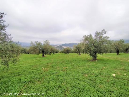 Espectacular finca en la localidad de Alozaina - MALAGA