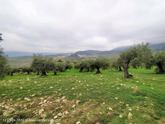 Espectacular finca en la localidad de Alozaina - MALAGA