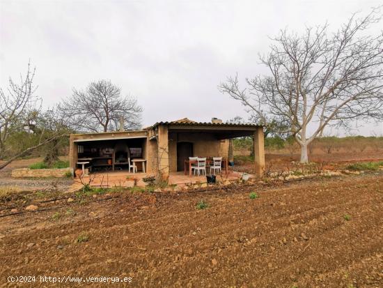 GRAN FINCA RÚSTICA EN REUS CON PLANTACIÓN DE AVELLANOS - TARRAGONA