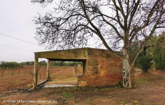 FINCA RÚSTICA CON PLANTACIÓN DE AVELLANOS Y OLIVOS EN ALMOSTER - TARRAGONA