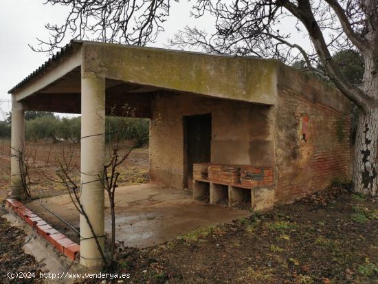 FINCA RÚSTICA CON PLANTACIÓN DE AVELLANOS Y OLIVOS EN ALMOSTER - TARRAGONA