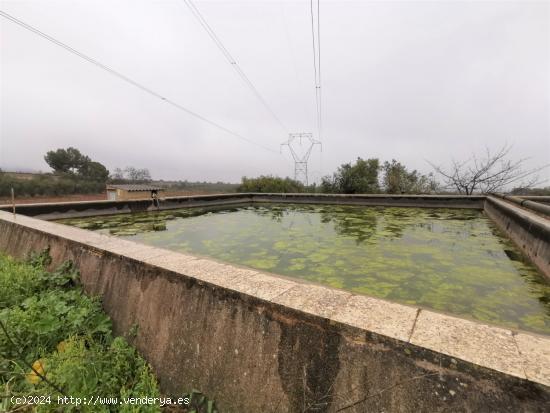 FINCA RÚSTICA CON PLANTACIÓN DE AVELLANOS Y OLIVOS EN ALMOSTER - TARRAGONA