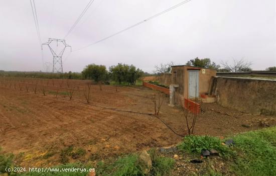 FINCA RÚSTICA CON PLANTACIÓN DE AVELLANOS Y OLIVOS EN ALMOSTER - TARRAGONA