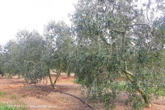 FINCA RÚSTICA CON PLANTACIÓN DE AVELLANOS Y OLIVOS EN REUS - TARRAGONA