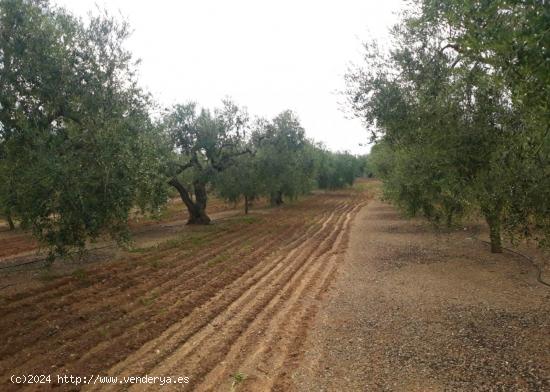 FINCA RÚSTICA CON PLANTACIÓN DE AVELLANOS Y OLIVOS EN REUS - TARRAGONA