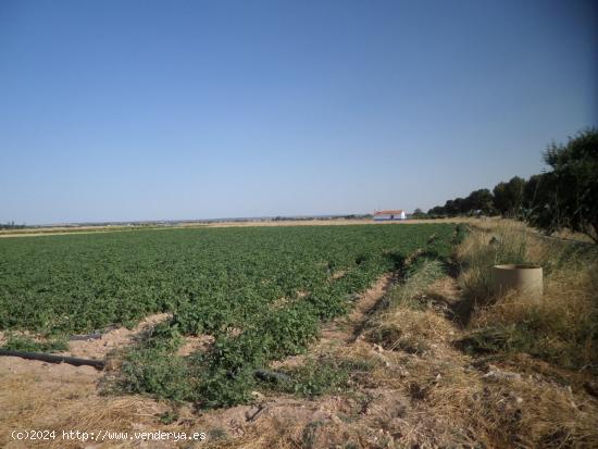 Se Vende en Argamasilla de Alba - CIUDAD REAL