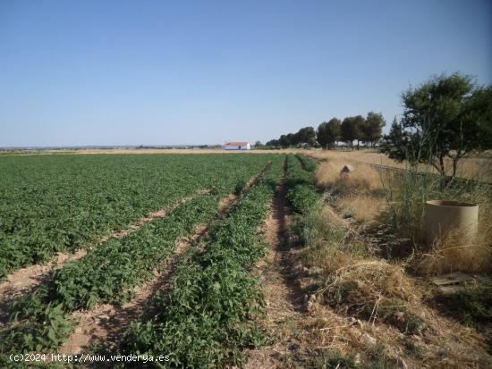 Se Vende en Argamasilla de Alba - CIUDAD REAL