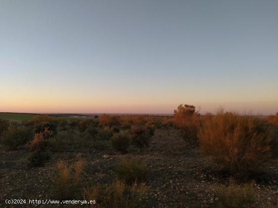  Se venden 74 hectareas de reforestacion - CIUDAD REAL 