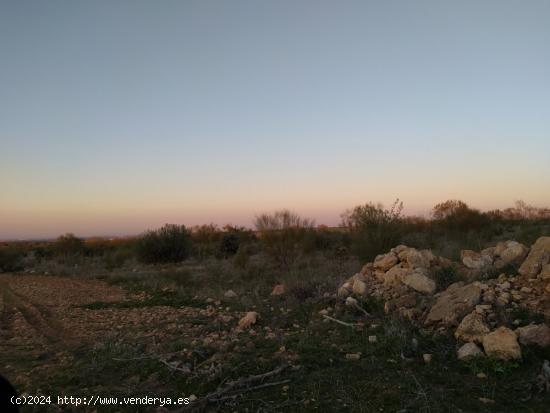 Se venden 74 hectareas de reforestacion - CIUDAD REAL