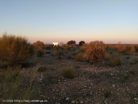 Se venden 74 hectareas de reforestacion - CIUDAD REAL