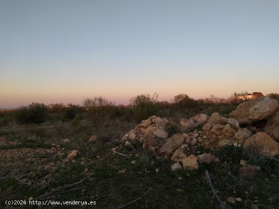 Se venden 74 hectareas de reforestacion - CIUDAD REAL