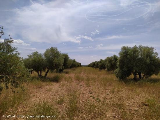  Se vende finca rustica destinada a olivo, la finca cuenta con 31.413 m2 En el paraje Las Peñuelas.  