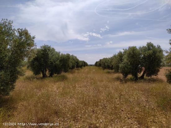 Se vende finca rustica destinada a olivo, la finca cuenta con 31.413 m2 En el paraje Las Peñuelas. 