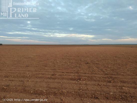 Se venden 2,5 fanegas de tierra de secano junto a la vereda - CIUDAD REAL