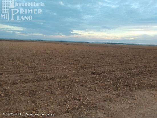 Se venden 2,5 fanegas de tierra de secano junto a la vereda - CIUDAD REAL