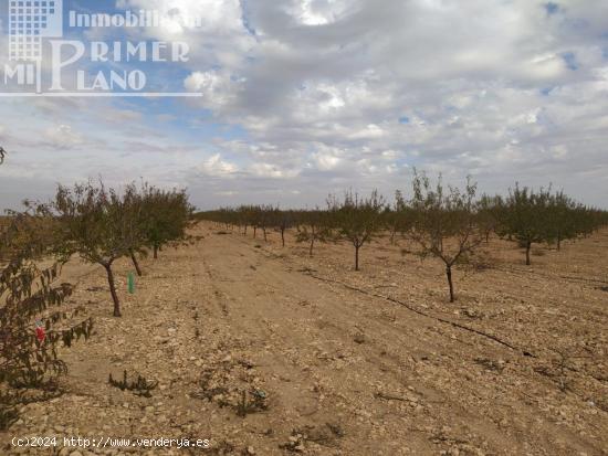 Se vende finca de 12 hectareas de riego de pozo en la zona de San Martin Tomelloso - CIUDAD REAL