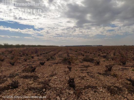 Se vende finca de 12 hectareas de riego de pozo en la zona de San Martin Tomelloso - CIUDAD REAL