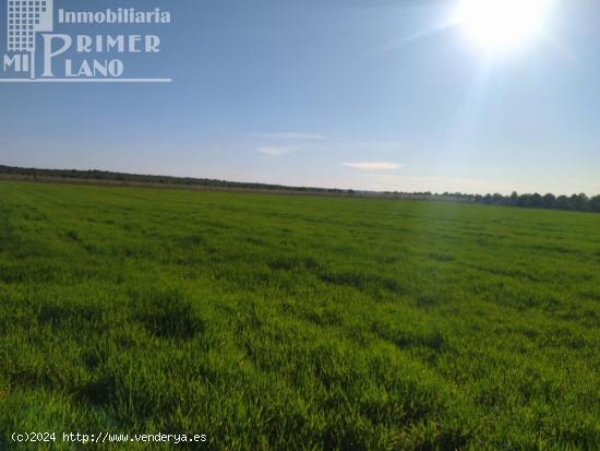 Se venden 13 hectareas de tierra blanca en la zona de la Alavesa - CIUDAD REAL