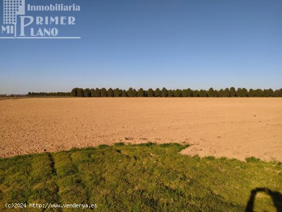 Se venden 13 hectareas de tierra blanca en la zona de la Alavesa - CIUDAD REAL