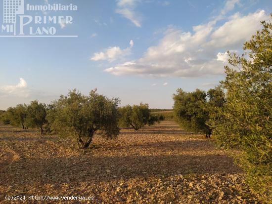  Se vende finca rustica destinada a olivo, la finca cuenta con 36.203 m2 En el paraje La Garza. - CIU 