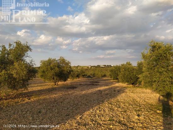 Se vende finca rustica destinada a olivo, la finca cuenta con 36.203 m2 En el paraje La Garza. - CIU