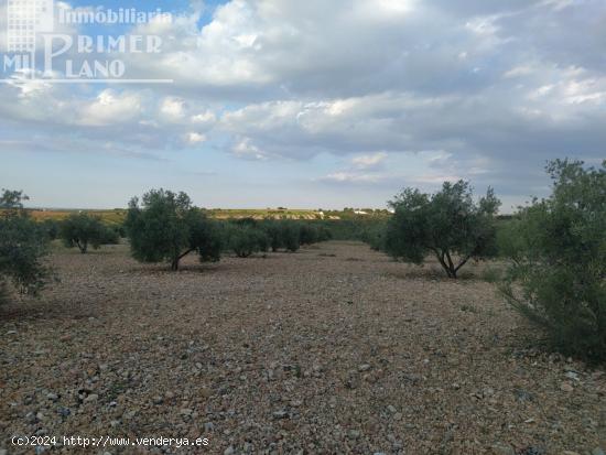 Se vende finca rustica destinada a olivo, la finca cuenta con 36.203 m2 En el paraje La Garza. - CIU