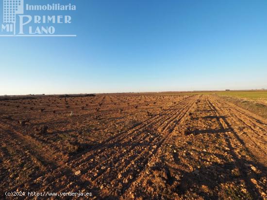  Se vende 1 hectarea de viña de secano junto a la carretera de Socuellamos - CIUDAD REAL 