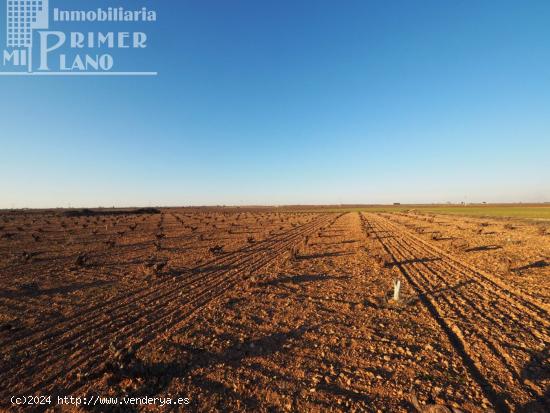 Se vende 1 hectarea de viña de secano junto a la carretera de Socuellamos - CIUDAD REAL