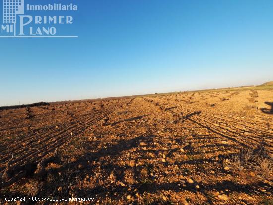 Se vende 1 hectarea de viña de secano junto a la carretera de Socuellamos - CIUDAD REAL