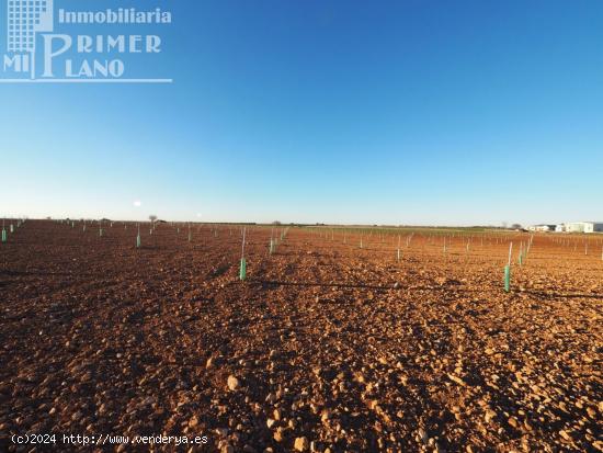 Se venden 4,5 hectareas de tierra de secano con viña baja y almendros en la zona de Galindo - CIUDA