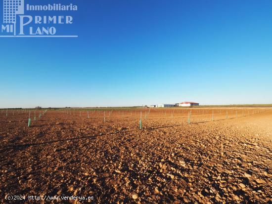 Se venden 4,5 hectareas de tierra de secano con viña baja y almendros en la zona de Galindo - CIUDA