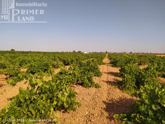 Se venden 2,1 hectareas de viña de regadio de la variedad tempranillo junto a Tomelloso - CIUDAD RE