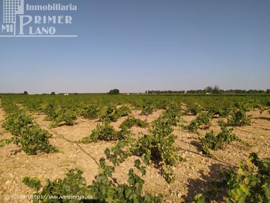 Se venden 2,1 hectareas de viña de regadio de la variedad tempranillo junto a Tomelloso - CIUDAD RE