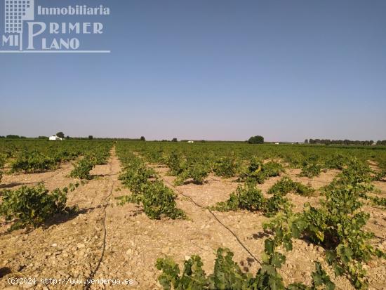 Se venden 2,1 hectareas de viña de regadio de la variedad tempranillo junto a Tomelloso - CIUDAD RE