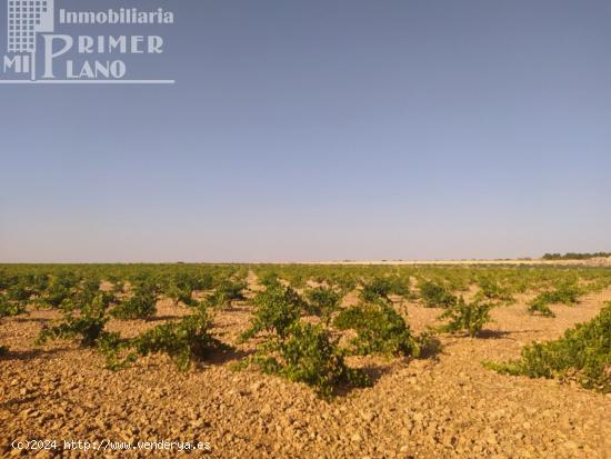 *Se vende 1 fanega de viña de secano de la variedad tempranillo en el paraje en Risco* - CIUDAD REA