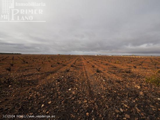 Se vende 13,3 hectareas de viña airen TODO DECLARADO DE AGUA con nave de 140m2 - CIUDAD REAL