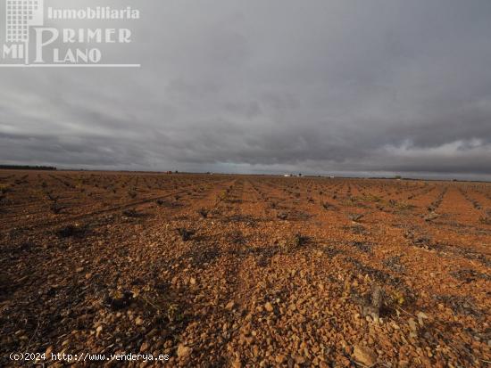 Se vende 13,3 hectareas de viña airen TODO DECLARADO DE AGUA con nave de 140m2 - CIUDAD REAL