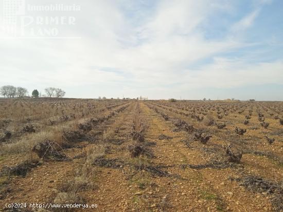 Se venden 7,4 hectareas de viña airen de regadio con pozo de aguas privadas - CIUDAD REAL